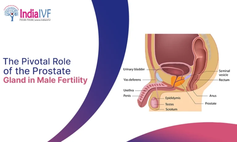 The Pivotal Role of the Prostate Gland in Male Fertility