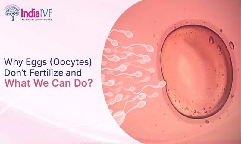 Why Eggs (Oocytes) Don’t Fertilize and What We Can Do