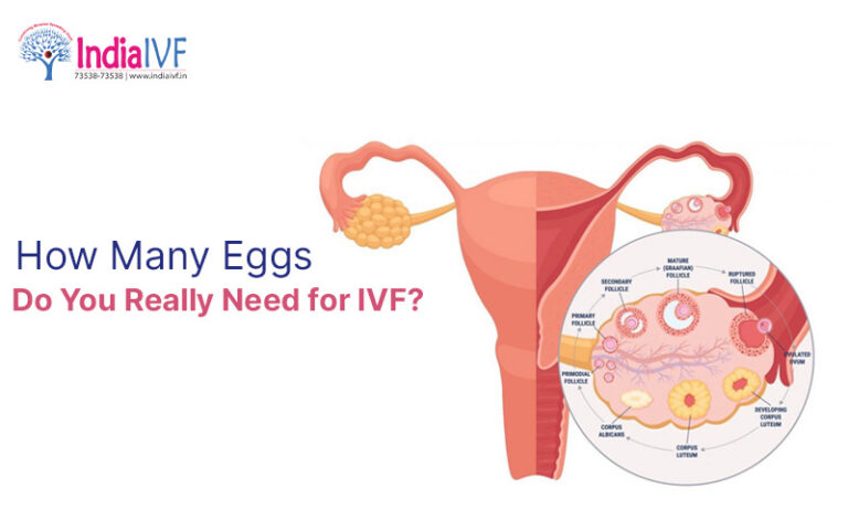 How Many Eggs Do You Really Need for IVF