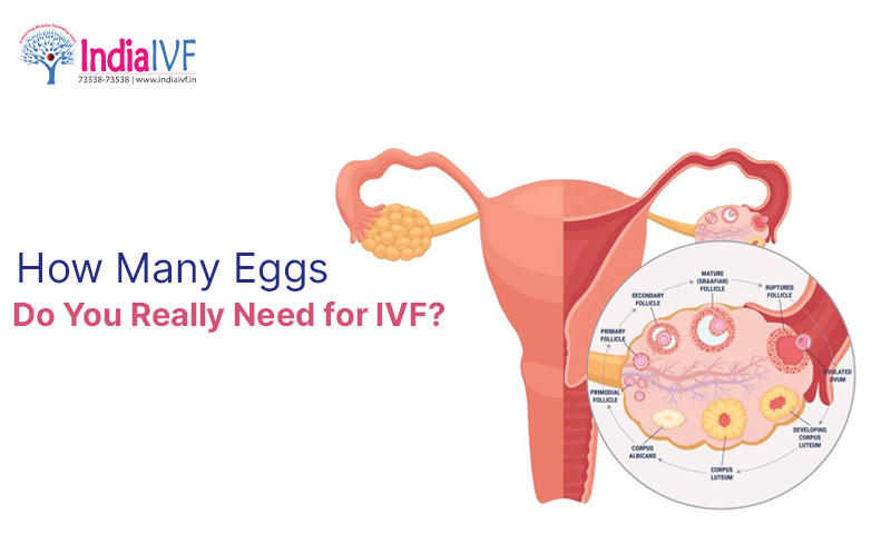 How Many Eggs Do You Really Need for IVF