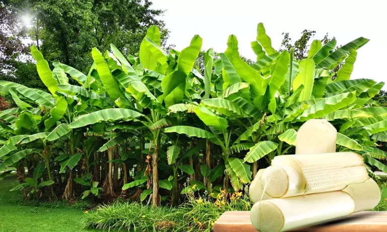 Why Banana Stem is Your Best Friend During Pregnancy