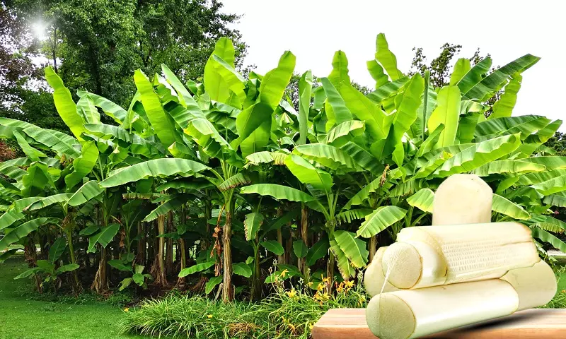 Why Banana Stem is Your Best Friend During Pregnancy