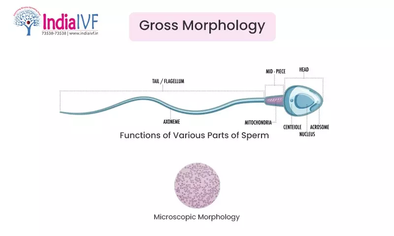 Morphology