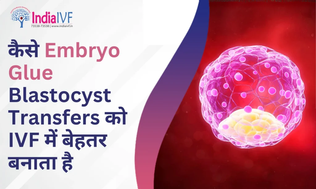 Embryo Glue Blastocyst Transfers