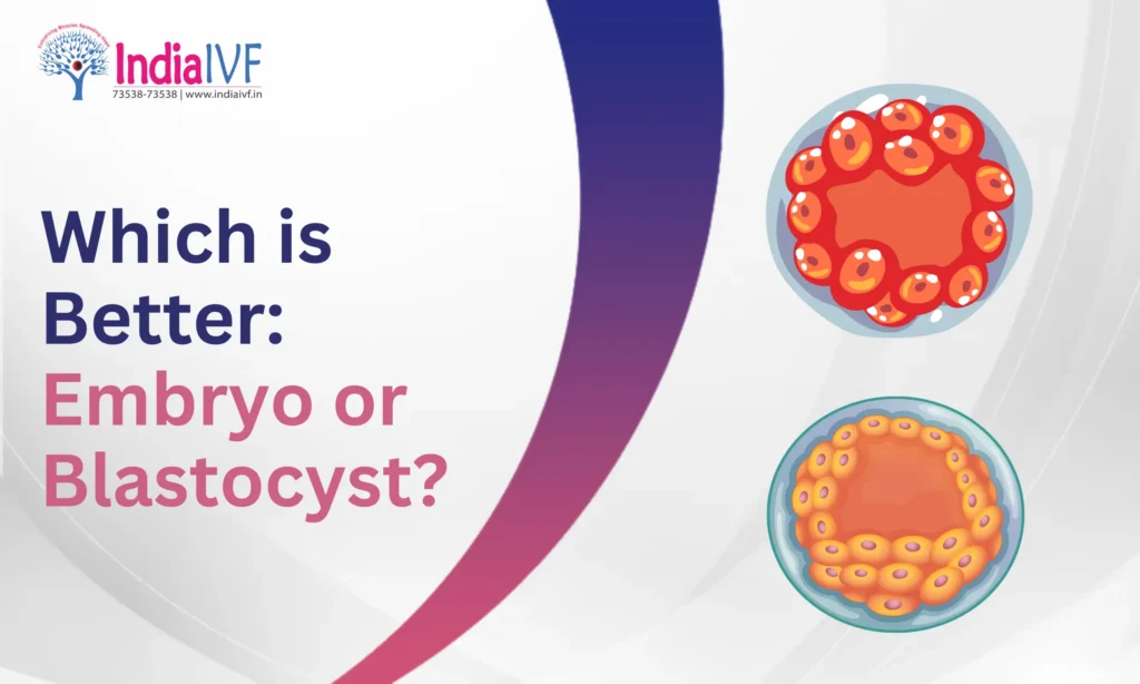 Embryo or Blastocyst