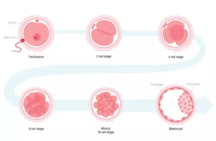 Benefits of Blastocyst Culture and Transfer-min