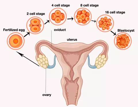 Stages of Development in Blastocyst Transfer