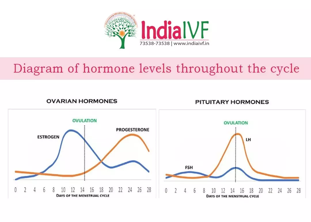 diagram of hormone levels throughout the cycle-min