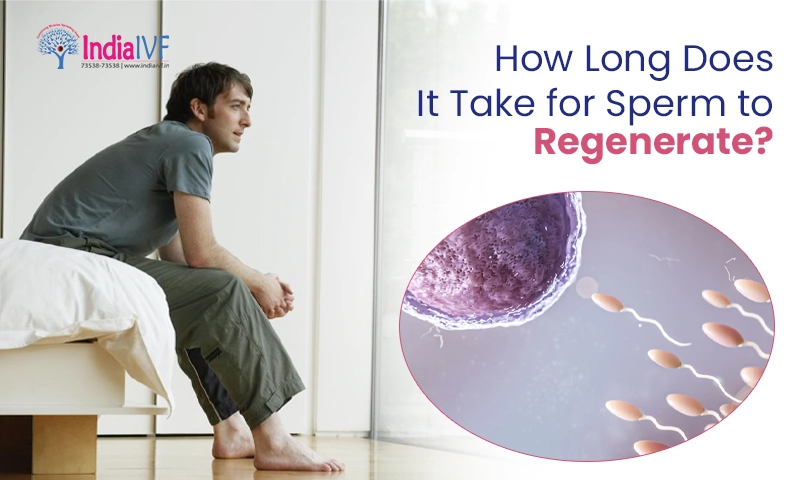 How Long Does It Take for Sperm to Regenerate A Detailed Guide