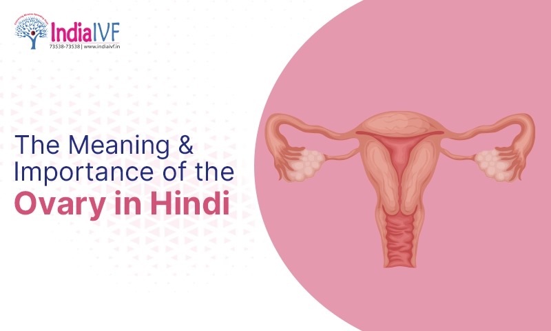 The Meaning and Importance of the Ovary in Hindi