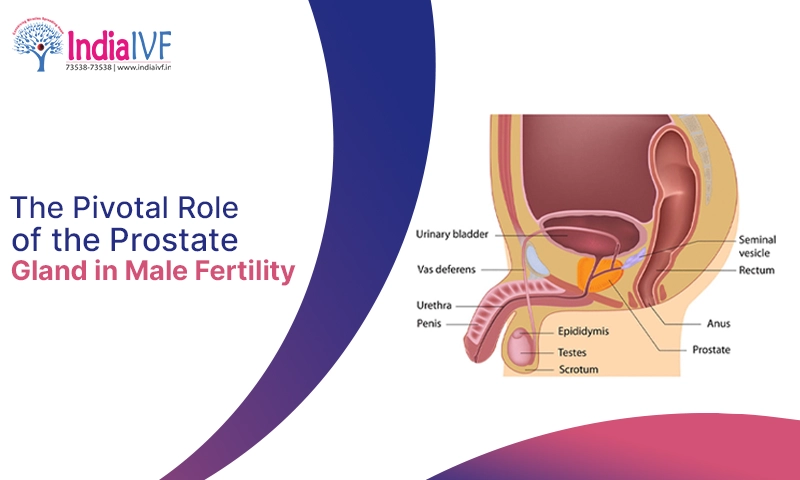 The Pivotal Role of the Prostate Gland in Male Fertility