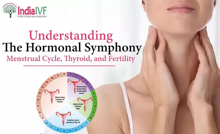 Understanding the Hormonal Symphony: Menstrual Cycle, Thyroid, and Fertility
