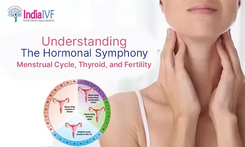 Understanding the Hormonal Symphony