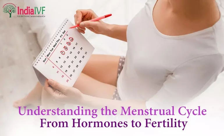 Understanding the Menstrual Cycle: From Hormones to Fertility