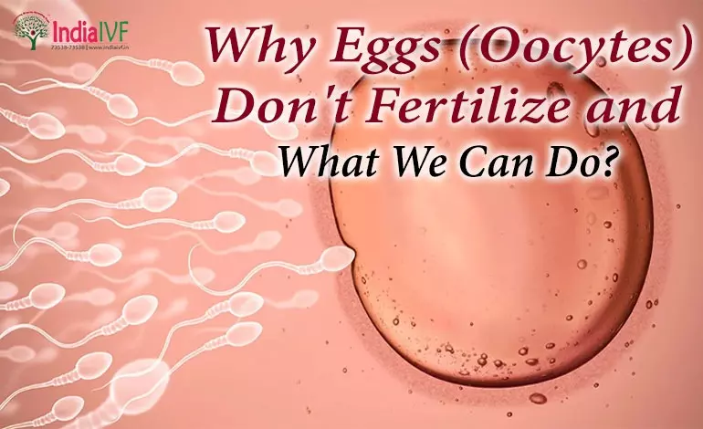 Why Eggs (Oocytes) Don’t Fertilize and What We Can Do?