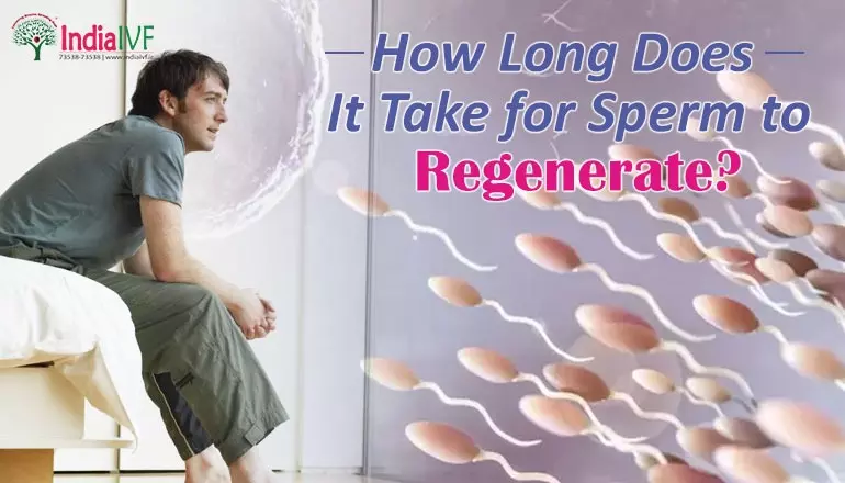 How Much Time Sperm Takes to Regenerate