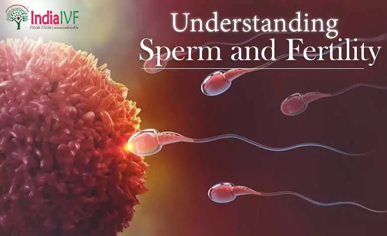 Understanding-Sperm-and-Fertility