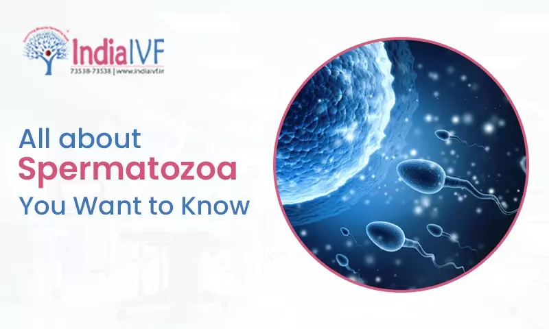 All about Spermatozoa You Want to Know