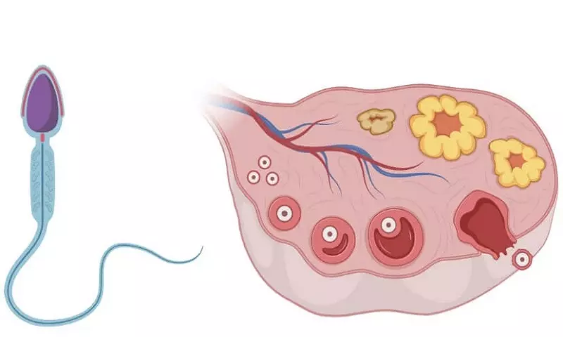 Demystifying Spermatogenesis and Oogenesis