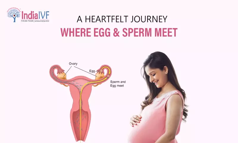 Where Egg and Sperm Meet