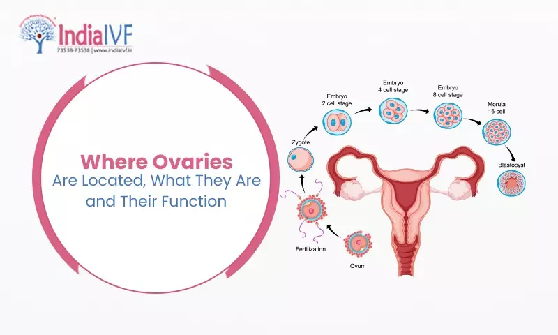 Where Ovaries Are Located, What They Are, and Their Function