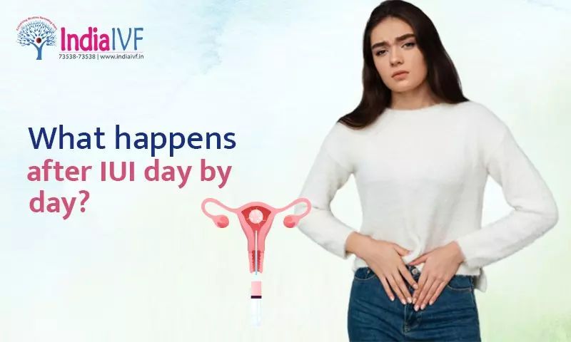 What happens after IUI day by day?