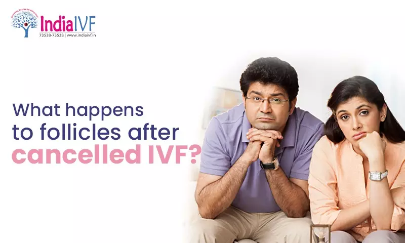 What happens to follicles after cancelled IVF