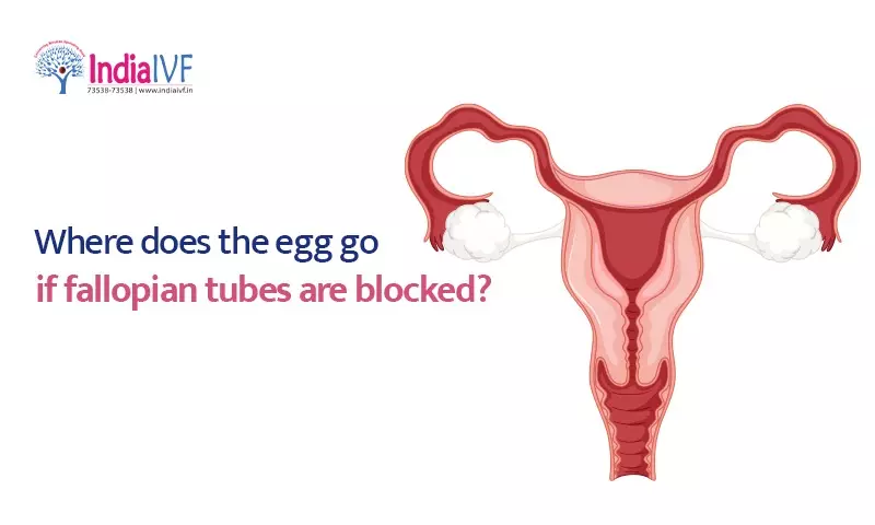 Where does the egg go if fallopian tubes are blocked?