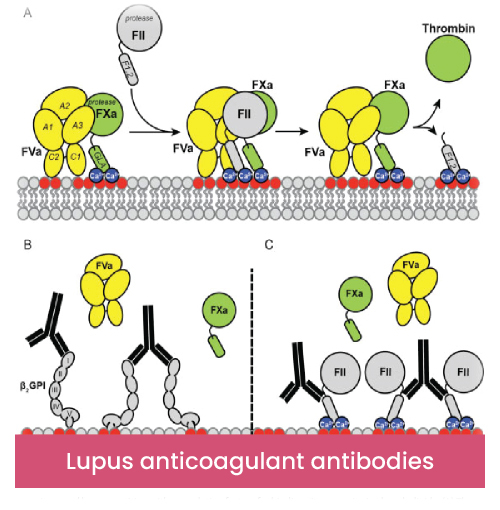 Lupus anticoagulant antibodies