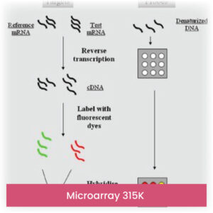 Microarray 315K