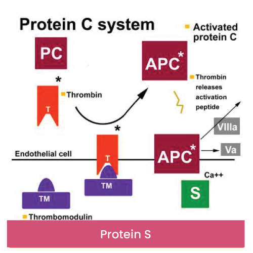 Protein S