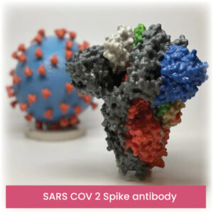 SARS COV 2 Spike antibody