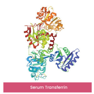 Serum Transferrin
