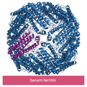 Serum ferritin