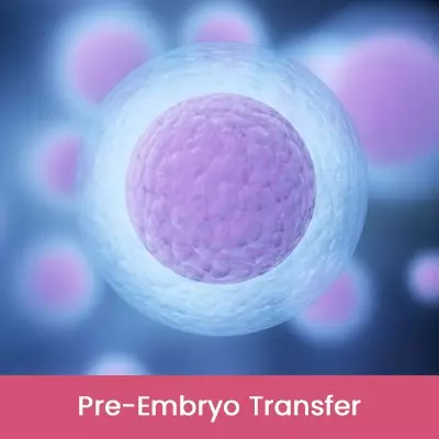 Pre-Embryo Transfer